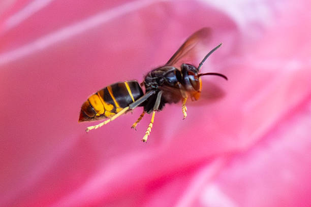Asian hornet (Vespa velutina nigrithorax) in flight with pink/red background.\nHigh-resolution macro photo capturing a flying Asian hornet (Vespa velutina), showcasing its distinctive yellow-orange face, dark thorax, and characteristic yellow-tipped legs. This invasive predatory wasp species is known for its impact on honeybee populations and ecosystems across Europe. The image provides sharp detail of the hornet’s head and body while in motion, emphasizing its aggressive elegance. Shot in natural light with a fast shutter to freeze mid-flight movement.