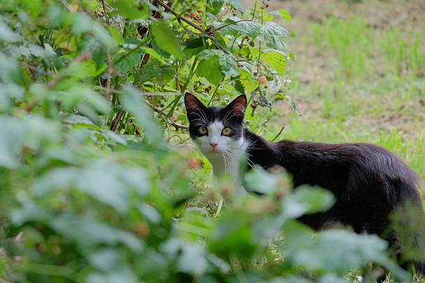 istock Black and white cat with striking green eyes is exploring a lush garden, surrounded by vibrant foliage, showcasing curiosity and playfulness in a natural setting 2232070475