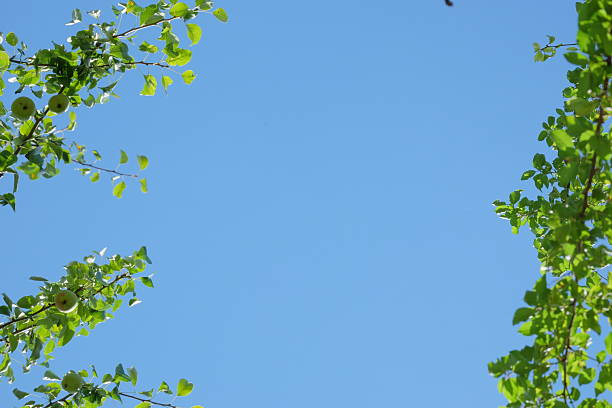 Green foliage surrounds a bright blue sky, providing a peaceful and refreshing scene ideal for nature-inspired projects and backgrounds with ample copy space