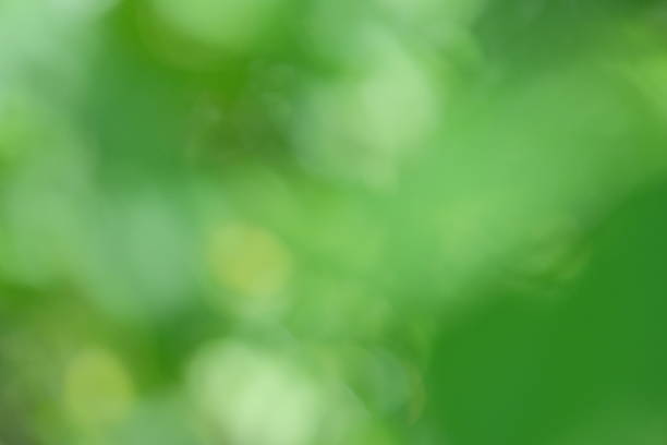 istock Blurred green foliage creates a vibrant, abstract background with soft bokeh effects, evoking a sense of tranquility and connection to nature in a lush environment 2232070491