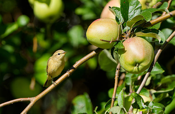 Common chiffchaff in the apple tree, Oslo Norway