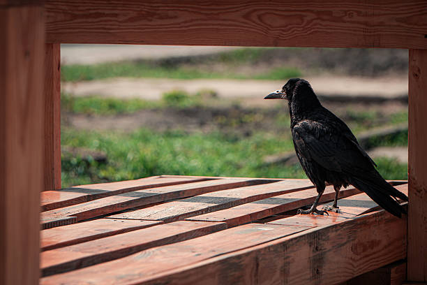 A lone crow perches thoughtfully on a rustic wooden bench, captured in warm natural light. The blurred background of green and earthy tones creates a peaceful, contemplative mood.
