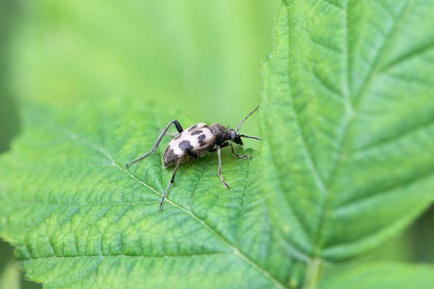 istock The flower longhorn beetle Pachytodes cerambyciformis 2232072274