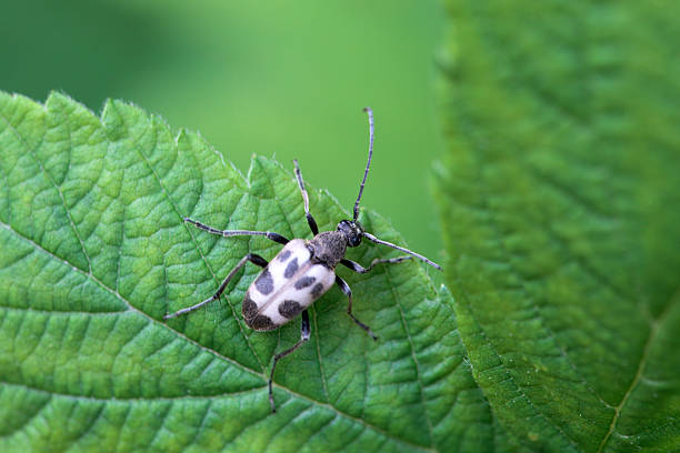 istock The flower longhorn beetle Pachytodes cerambyciformis 2232072277
