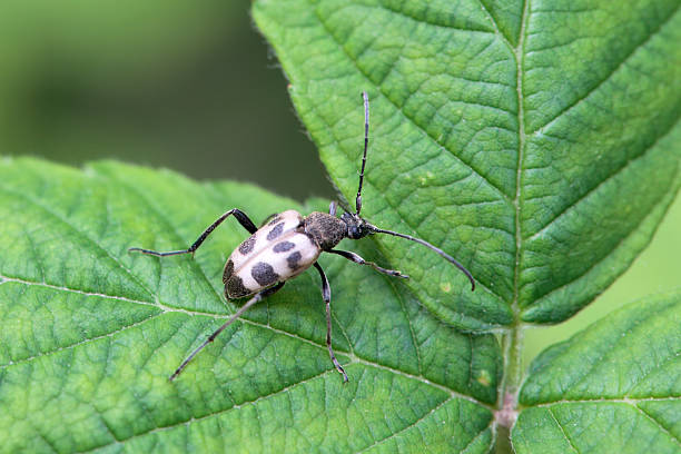 istock The flower longhorn beetle Pachytodes cerambyciformis 2232072280