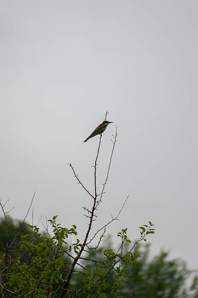 istock Bird on high branch with blurred background and cloudy sky 2232072520