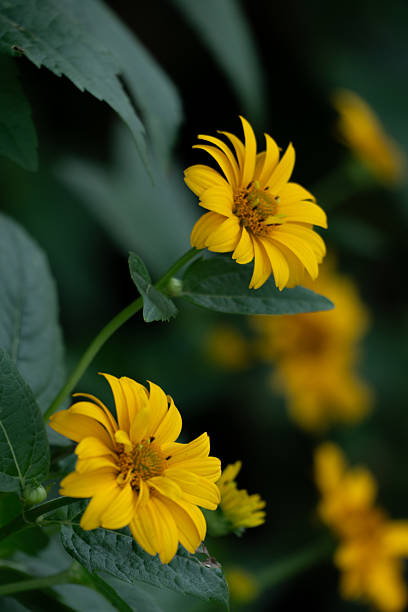 istock Yellow flowers with blurred background vertical 2232072524