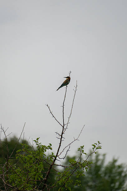 istock Colorful bird sitting on bare tree branch against cloudy sky 2232072527