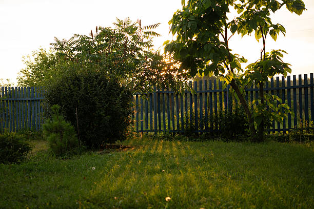 Wide horizontal photo showing soft evening sunlight over backyard grass, a wooden fence, and small trees. Peaceful summer moment captured naturally.