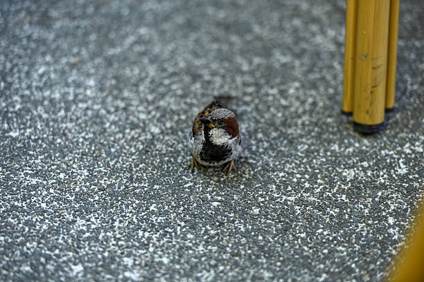 Little bird closeup on the floor