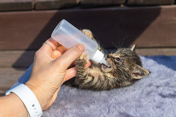 istock Feeding a kitten with a bottle. Fragile life held in human hands as newborn kitten drinks from bottle evoking themes of trust vulnerability and the quiet power of compassion. 2232073705
