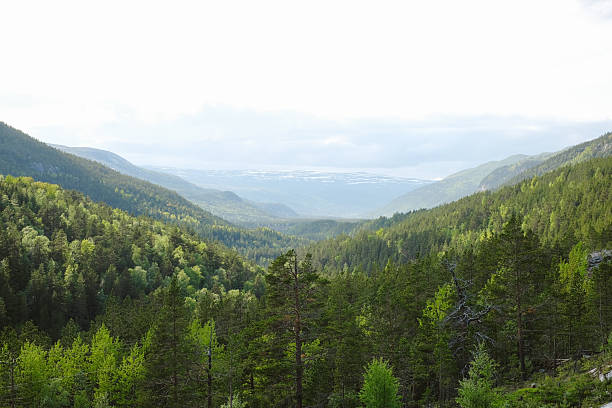 Aerial view of forest and mountains, Lofoten Islands