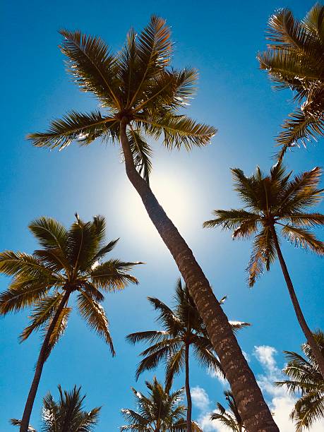 Bask in the essence of tropical paradise with this captivating image from Samana, Dominican Republic—a region renowned for its endless golden beaches, crystal-clear blue skies, and lush palm trees gently swaying under the Caribbean sun. This striking composition, with the sun illuminating the palm crown, captures the serene, rejuvenating energy unique to Samana’s coastlines. Perfect for infusing any space or project with warmth, escape, and wanderlust, this photograph embodies the idyllic tranquility and vibrant spirit of the Dominican Republic’s most enchanting peninsula