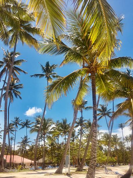 Another day in the Caribbean and distant clouds drift past palm trees and beach parasols in the foreground.