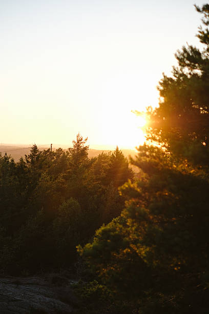 Close-up of trees in forest at sunset, Lysekil, Västra Götaland County, Gullmarn fjord