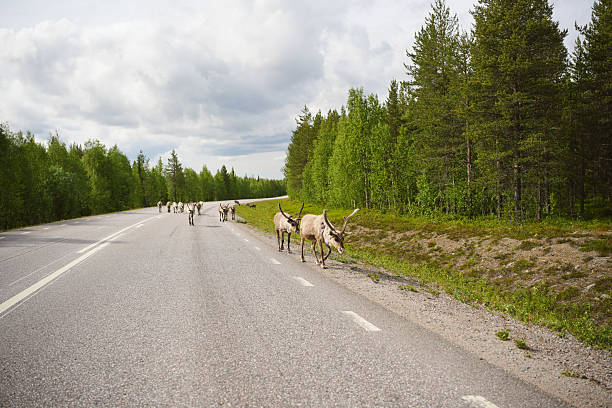 Herd of reindeer walk along road, Stora Sjöfallet National Park