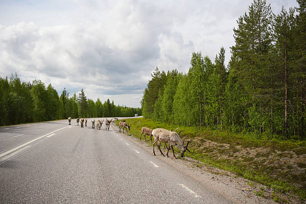 Herd of reindeer walk along road, Stora Sjöfallet National Park