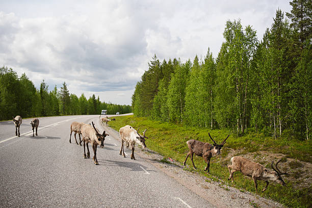 A brown and grey reindeer in a small clearing in the forest. There are a lot of reindeers in this area and when hiking they are very common, even if they don´t like to get too close. This area is a bit north of a small village called Sörvattnet in Sweden. Autumn colours are showing in the trees.