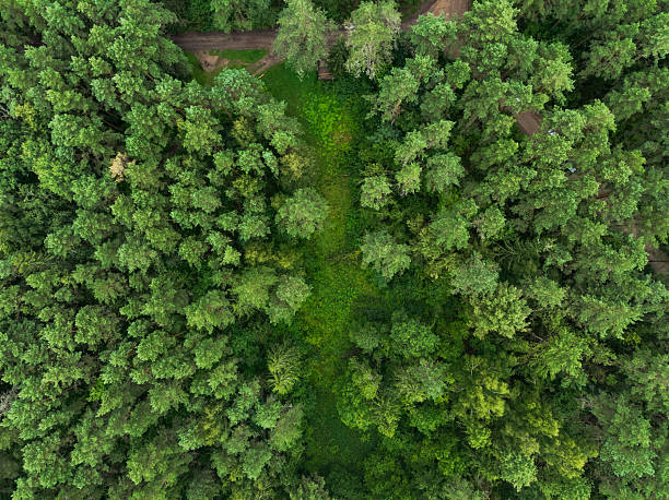 istock Aerial View of Dense Forest with Clearing and Dirt Paths in Lithuania 2232079598