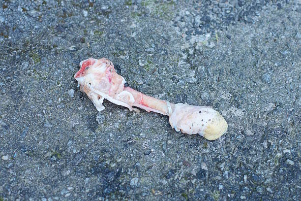 a piece of one red raw chicken meat with white bones lies on gray asphalt on the street