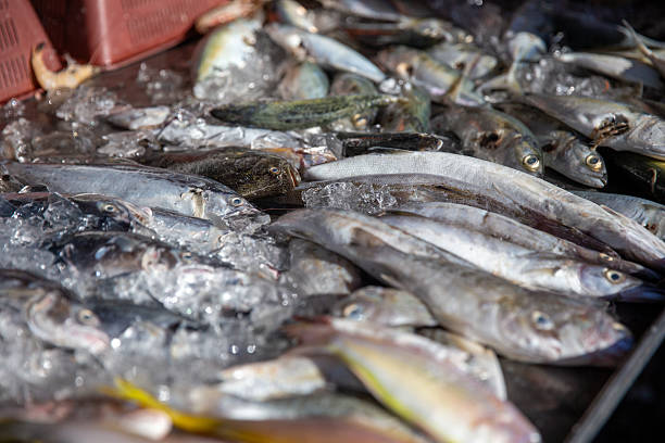 istock Fresh caught fish at the morning market 2232082896