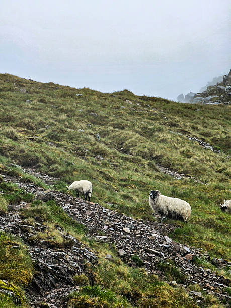 istock Tree Sisters Mountains - Glen Coe Valley - Scotland 2232083837
