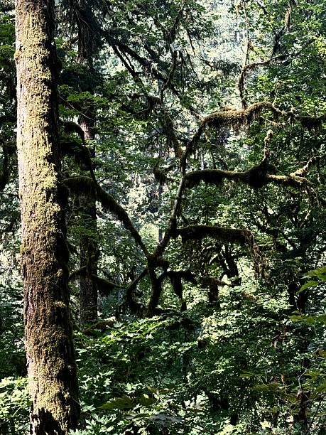 istock Beautiful forest foliage in Silver falls state park Oregon 2232084213