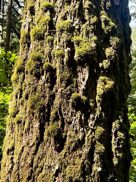 istock Beautiful forest tree trunk foliage in Silver falls state park Oregon 2232084215