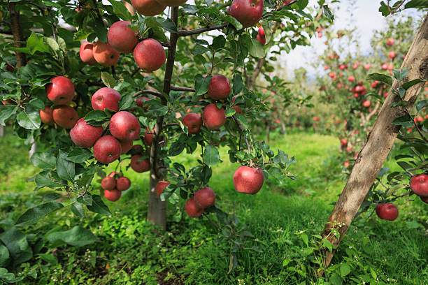 Red apples grow on tree in morning sunshine