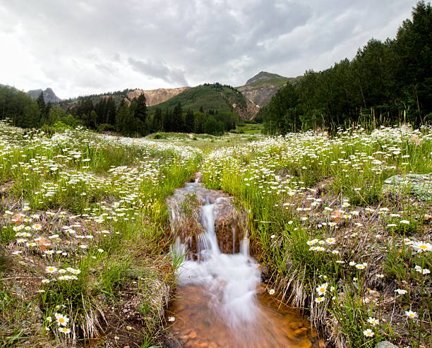 Wildflowers and a waterfall, Colorado Mountains