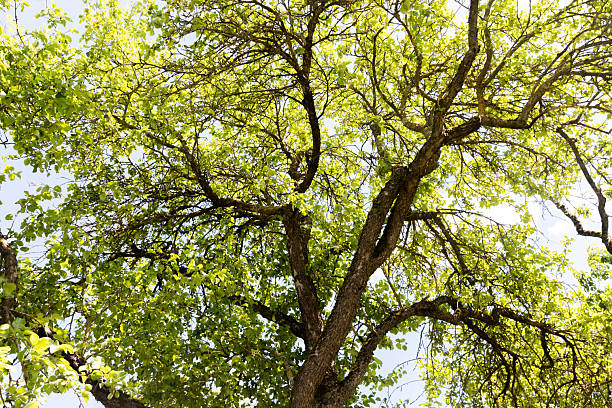 A dense and wide crown of a tree, consisting of numerous branches covered with bright green leaves. Green wooden background for photo wallpaper.A large tree spread its massive branches with leaves.
