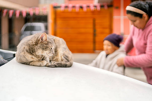Gray cat naps peacefully on a white car hood, oblivious to a senior woman and her assistant passing by in the background
