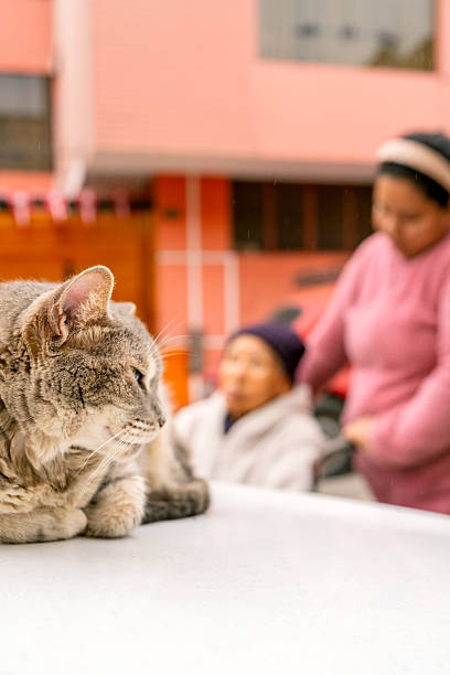 Grey cat rests peacefully in the foreground, while in the background, a senior adult woman walks with her assistant