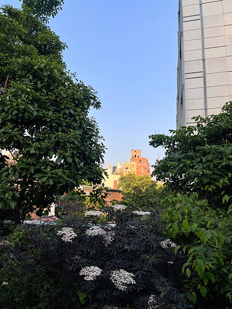istock High Line with flowers and buildings during golden hour 2232088496