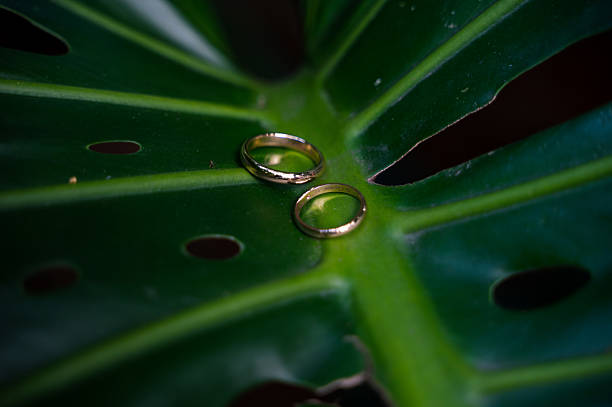 istock gold wedding rings on green leaf nature close-up for love and commitment 2232088586