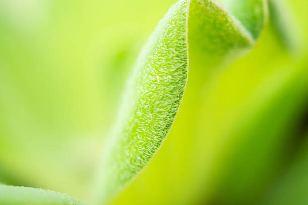 istock Natural water lettuce plant green leaf close up 2232090972