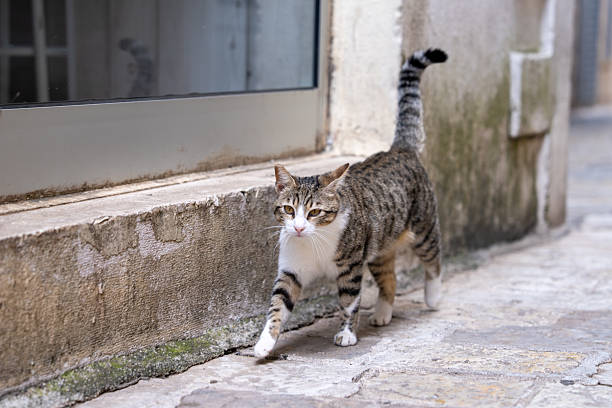 istock Striped cat strolling on narrow cobblestone alley 2232091793