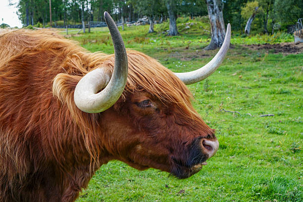 Portrait of a highland cow in a field in Scotland