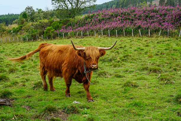 Portrait of a highland cow in a field in Scotland