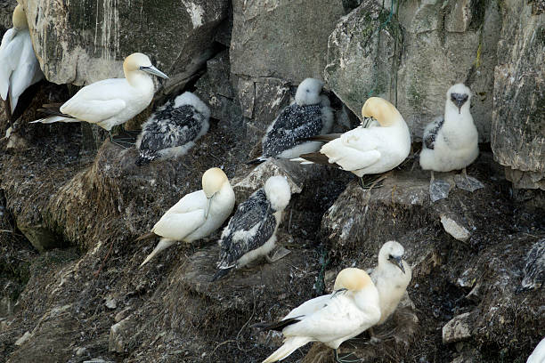 Perched on top of high cliffs over the North Atlantic, Northern gannets seabirds nest in a massive colony on top of Bird Rock in Cape St. Mary’s Ecological Reserve on Newfoundland island.