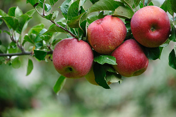 istock Red apples grow on tree in the garden 2232093316