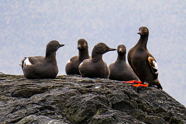 Pigeon guillemots standing on a black rock
