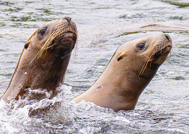 Steller’s sea lion playing near Juneau, Alaska