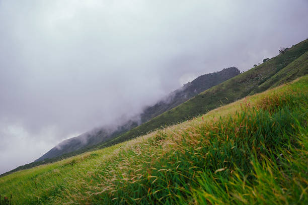Lush green hillside landscape with cloudy sky in rural Indonesia.