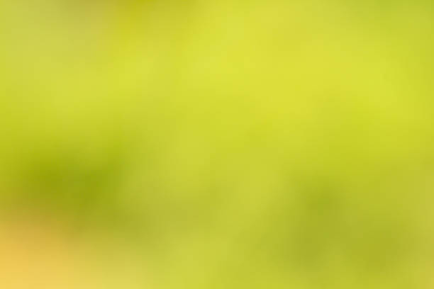 Blur background of green rice fields, natural abstract background