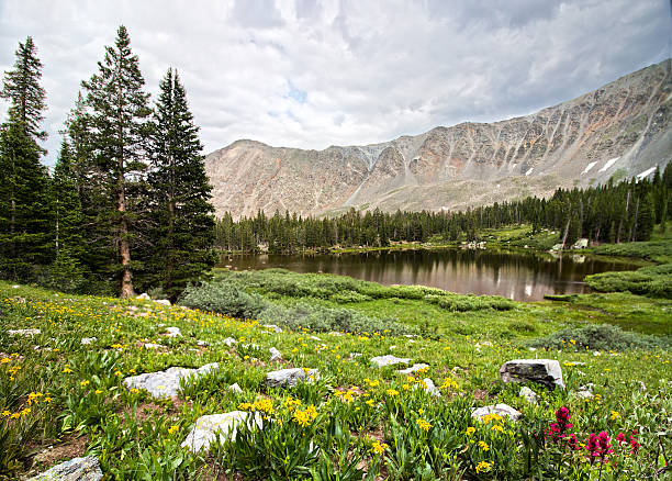 istock Colorado Mountains and Wild Flowers 2232106539