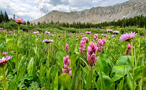 istock Colorado Mountains and Wild Flowers 2232106566