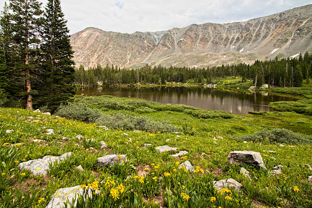 istock Colorado Mountains and Wild Flowers 2232106588