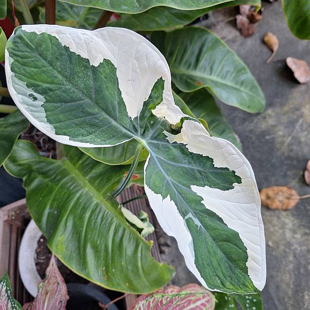 istock Beautiful variegated tropical leaf with green and white natural pattern 2232107476