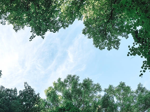 istock Looking up at the sky through tall trees, with branches and leaves framing the blue expanse. 2232109553
